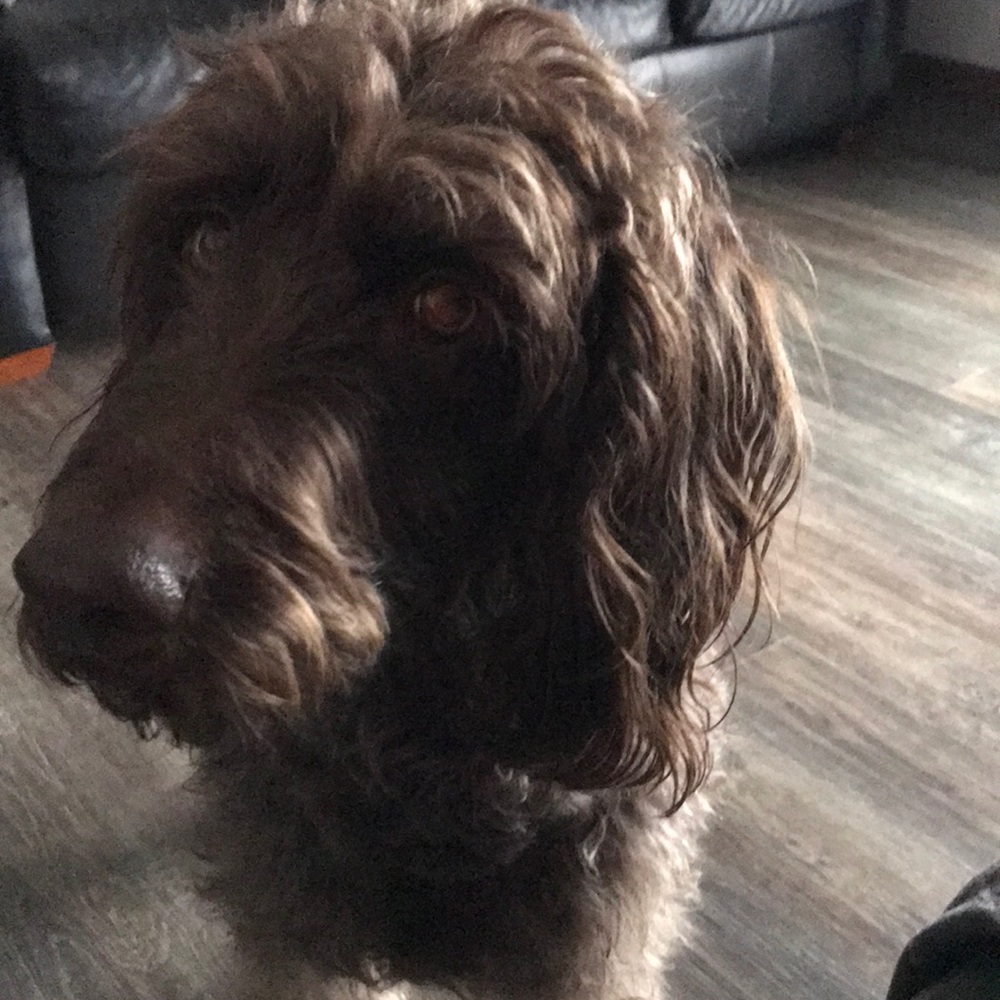 Meet your Posher, Brad